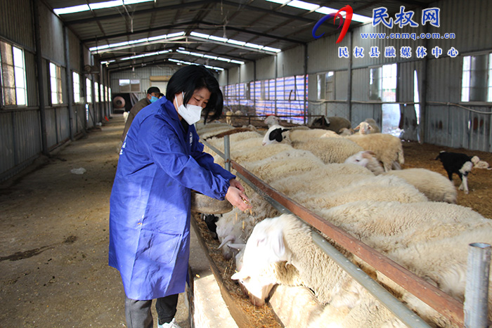 民權縣褚廟鄉(xiāng)念好養(yǎng)羊經(jīng) 同走致富路