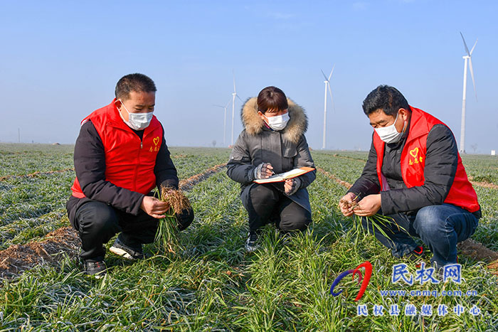 民權(quán)縣人和鎮(zhèn)：加強(qiáng)冬季麥田管理，確保小麥安全越冬