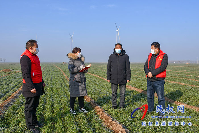 民權(quán)縣人和鎮(zhèn)：加強(qiáng)冬季麥田管理，確保小麥安全越冬