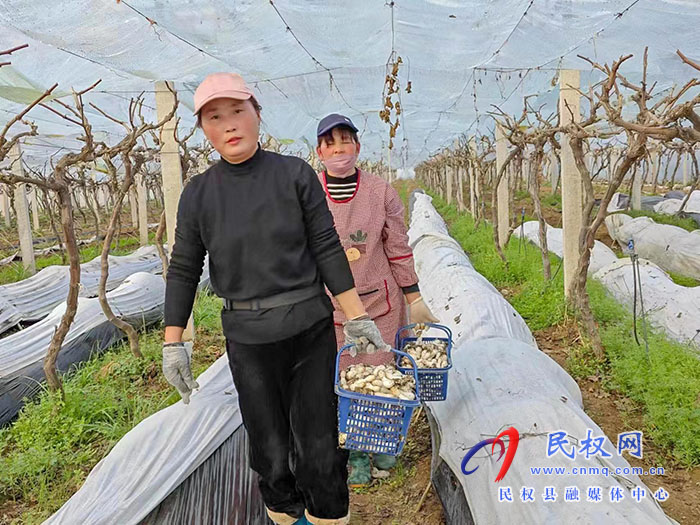 小菌菇 大能量——林下種植菌菇，助推鄉(xiāng)村振興