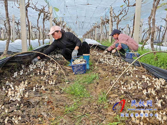 小菌菇 大能量——林下種植菌菇，助推鄉(xiāng)村振興