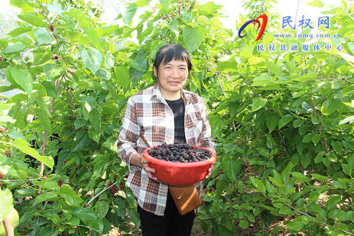 民權(quán)縣褚廟鄉(xiāng)：小小桑葚果打開(kāi)群眾“致富門(mén)”