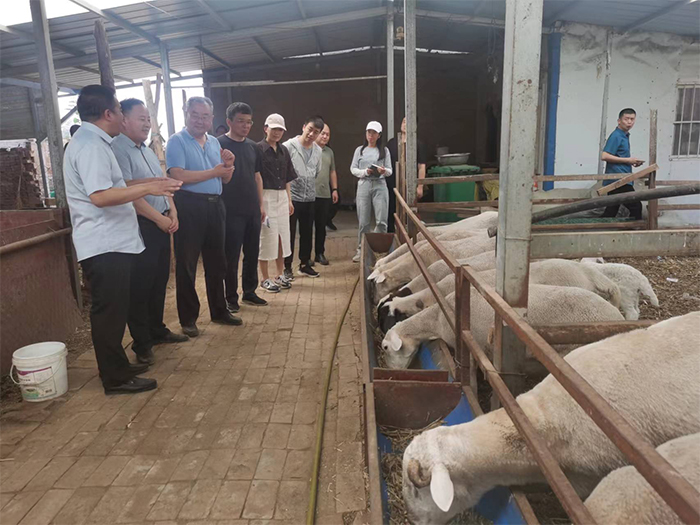 農業(yè)農村部第21核查小組蒞民開展肉羊監(jiān)測數(shù)據(jù)質量核查及肉羊養(yǎng)殖形勢調研