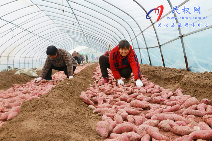 育苗基地田間忙 農民致富新“薯”光